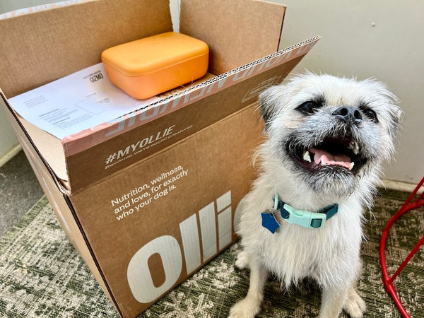 How Much Does Ollie Fresh Dog Food Cost? 2024 Price Guide – Dogster