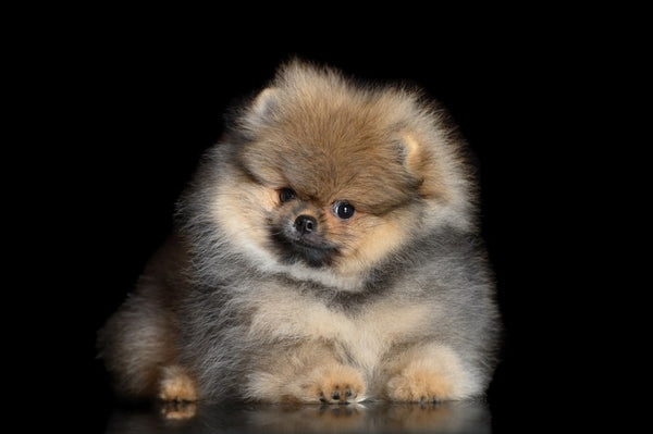 Wolf Sable Pomeranian: Info, Pictures, Care Guide, Temperament & Traits