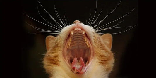 How to Brush Your Cat’s Teeth for Optimal Dental Health