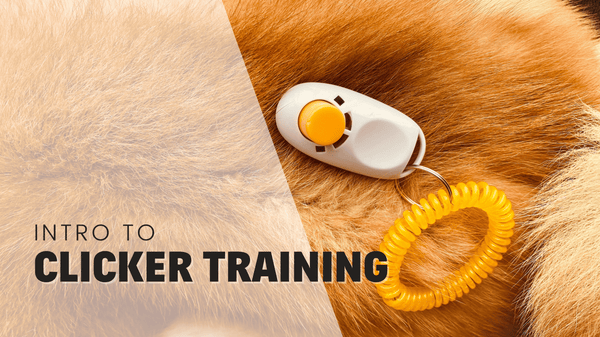 What Is Clicker Training For Dogs? Explained By A Trainer