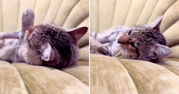 Heartwarming Scene Of A Stray Cat Experiencing Comfort For The Very First Time