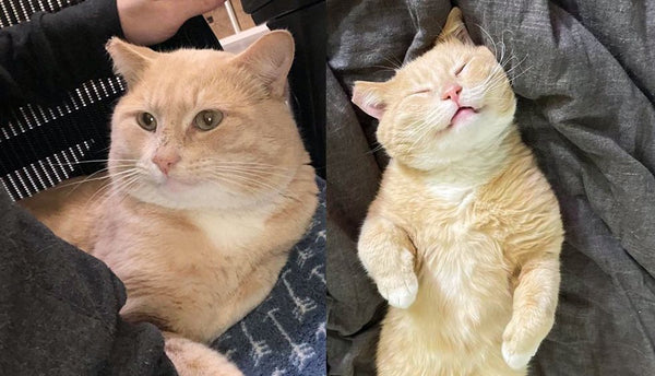 Stray Cat Went from Braving the Street and Heavy Rain to Now Being Held Lovingly in a Place of His Dreams