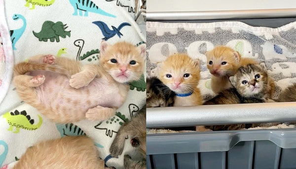 Tiny Cries from a Truck Lead People to Six Kittens, Now They Spend First Easter in Comfort and Warmth