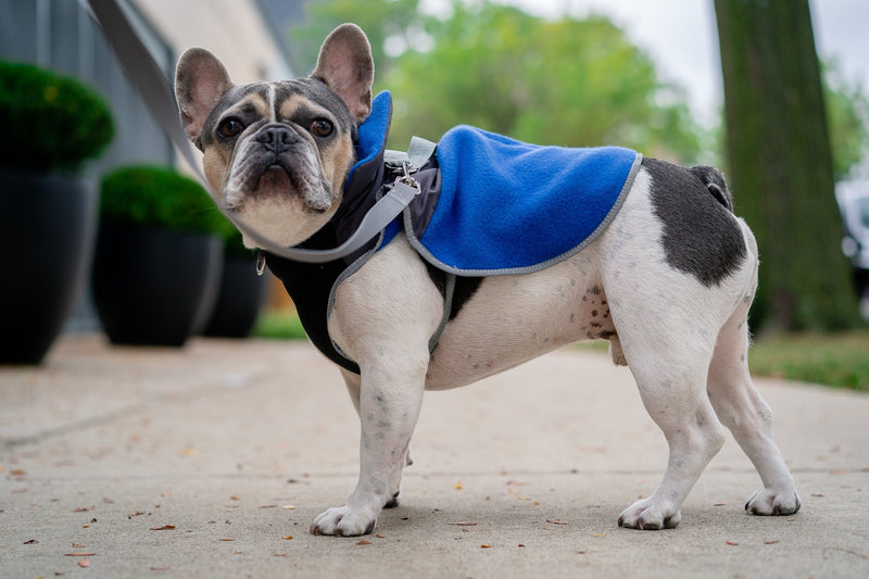 2-in-1 Travel Dog Vest With Built In Harness - Royal Blue