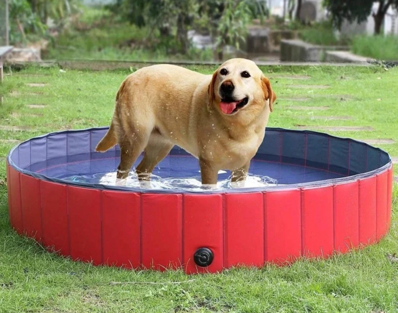 Foldable and Portable Swimming Pool Pet Bath