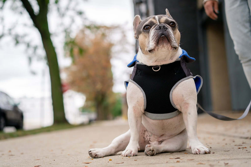 2-in-1 Travel Dog Vest With Built In Harness - Royal Blue